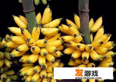 丝瓜黄瓜秋葵哪个好养？