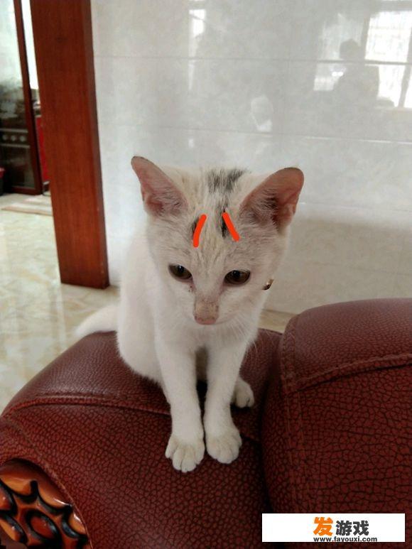 小区流浪猫扰民怎么办？