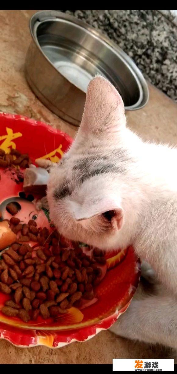 小区流浪猫扰民怎么办？