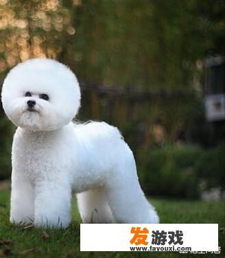 如何培养治愈犬？