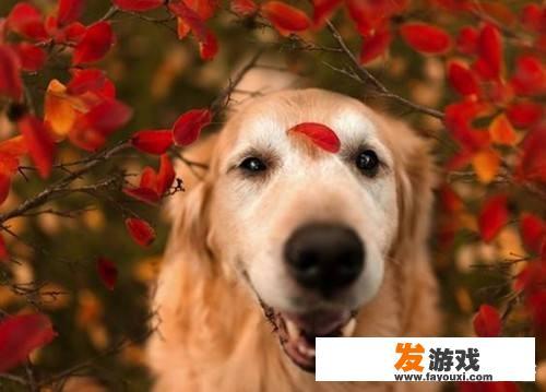 如何培养治愈犬？