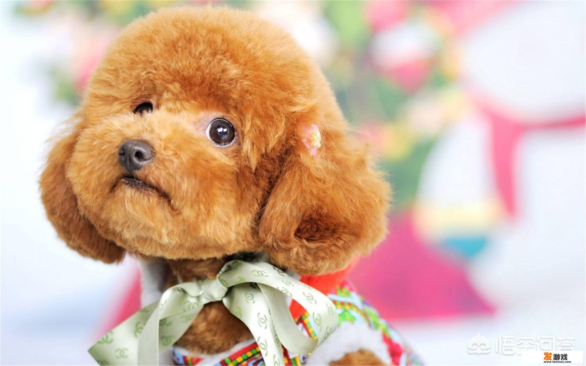 如何培养治愈犬？