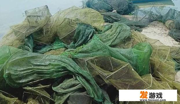 直播抓鳝鱼是真的吗？
