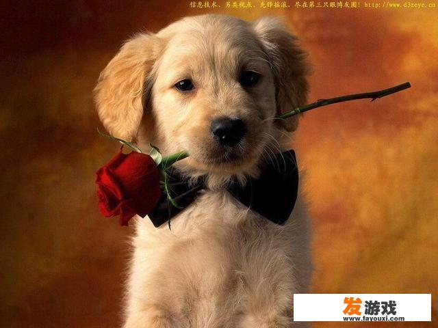 我有只好可爱的狗狗，怎样才能让它养成好习惯呢？