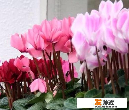 白萝卜花的种植方法？