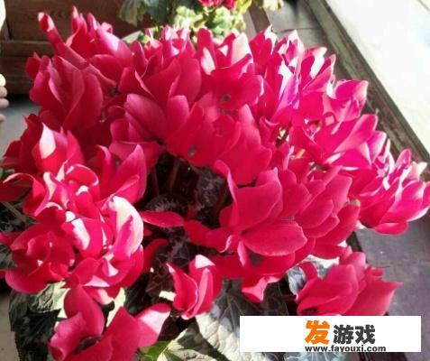 白萝卜花的种植方法？