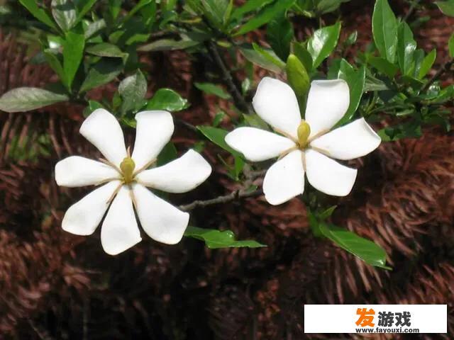 暗黑2纯冰SOR用橡树之心好还是思考之声？