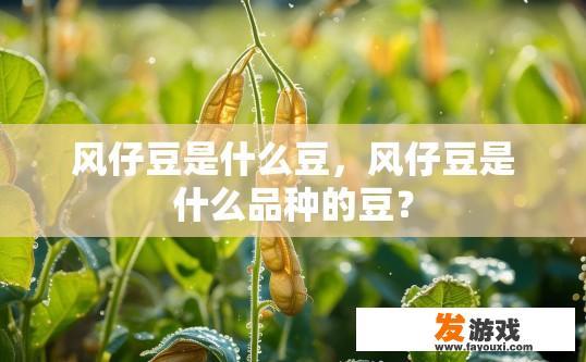风仔豆是什么豆，风仔豆是什么品种的豆？